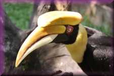 Neushoornvogel